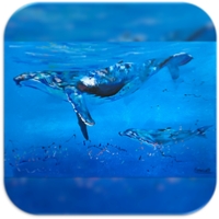 AQUATIQUE